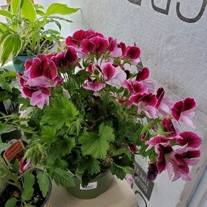 Meet your Posher, Annah